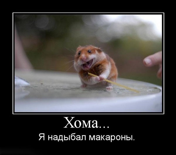 http://animalgrad.ru/uploads/images/470/cd2770b4b8.jpg