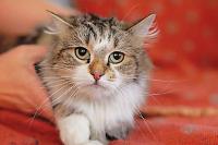 метис сибирской кошки