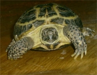 черепахи сухопутные среднеазиатские