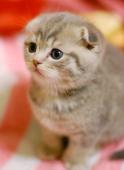 Scottish Fold