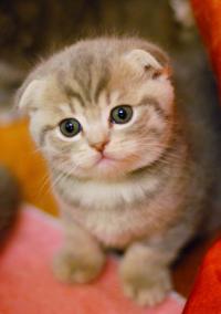 Scottish Fold