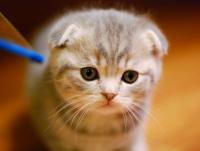 Scottish Fold