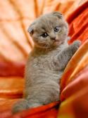 Scottish Fold