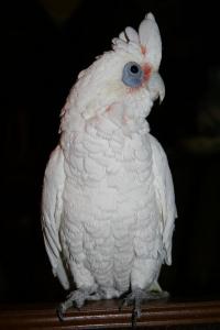 Попугай гологлазый какаду