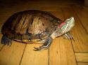 красноухая черепаха