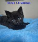 метис
