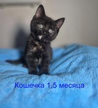 метис