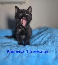 метис