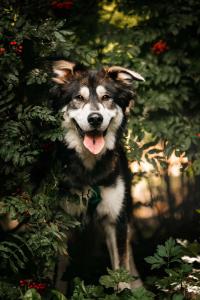 Аляскинский маламут