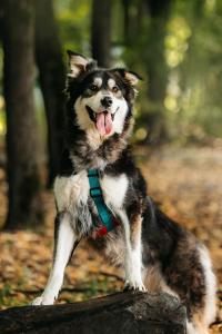 Аляскинский маламут