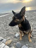 Немецкая овчарка