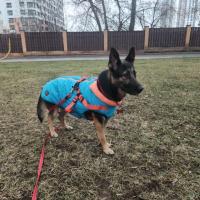 Немецкая овчарка