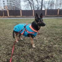 Немецкая овчарка