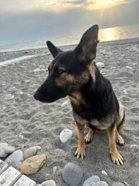 Немецкая овчарка