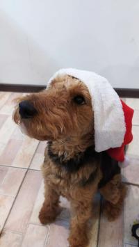 Вельштерьер