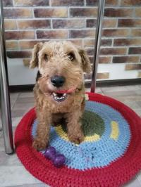 Вельштерьер