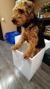 Вельштерьер